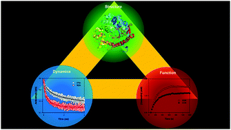 Graphical abstract: Flexibility modulates the catalytic activity of a thermostable enzyme: key information from optical spectroscopy and molecular dynamics simulation