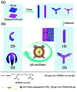 Graphical abstract: Fabrication of a biomimetic hydrogel actuator with rhythmic deformation driven by a pH oscillator