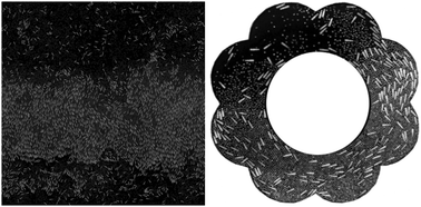 Graphical abstract: Phases and excitations of active rod–bead mixtures: simulations and experiments