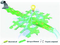 Graphical abstract: Superior carbon belts from Spirogyra for efficient extracellular electron transfer and sustainable microbial energy harvesting