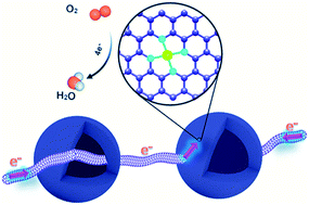 Graphical abstract: Carbon nanotube-linked hollow carbon nanospheres doped with iron and nitrogen as single-atom catalysts for the oxygen reduction reaction in acidic solutions