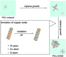 Graphical abstract: PtCu–O highly excavated octahedral nanostructures built with nanodendrites for superior alcohol electrooxidation