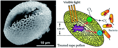 Graphical abstract: Treated rape pollen: a metal-free visible-light-driven photocatalyst from nature for efficient water disinfection