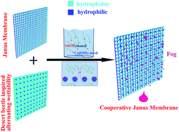 Graphical abstract: An alternating nanoscale (hydrophilic–hydrophobic)/hydrophilic Janus cooperative copper mesh fabricated by a simple liquidus modification for efficient fog harvesting