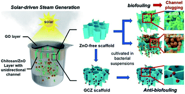 Graphical abstract: Anti-biofouling double-layered unidirectional scaffold for long-term solar-driven water evaporation