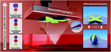 Graphical abstract: Hierarchical chemomechanical encoding of multi-responsive hydrogel actuators via 3D printing