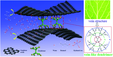 Graphical abstract: Ultrapermeable graphene oxide membranes with tunable interlayer distances via vein-like supramolecular dendrimers