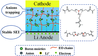 Graphical abstract: A borate-rich, cross-linked gel polymer electrolyte with near-single ion conduction for lithium metal batteries