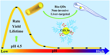 Graphical abstract: Acid-stimulated bioassembly of high-performance quantum dots in Escherichia coli