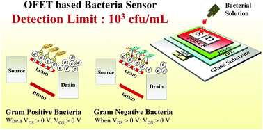 Graphical abstract: Rapid and label-free bacteria detection using a hybrid tri-layer dielectric integrated n-type organic field effect transistor