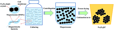 Graphical abstract: A monocrystal Fe3O4@ultrathin N-doped carbon core/shell structure: from magnetotactic bacteria to Li storage