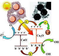 Graphical abstract: Template free mild hydrothermal synthesis of core–shell Cu2O(Cu)@CuO visible light photocatalysts for N-acetyl-para-aminophenol degradation