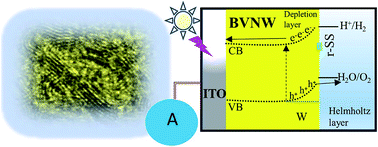 Graphical abstract: BiVO4 optimized to nano-worm morphology for enhanced activity towards photoelectrochemical water splitting
