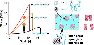 Graphical abstract: Interphase synergistic effects of dynamic bonds in multiphase thermoplastic elastomers