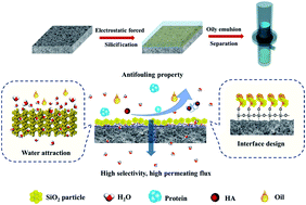Graphical abstract: An ultrathin in situ silicification layer developed by an electrostatic attraction force strategy for ultrahigh-performance oil–water emulsion separation
