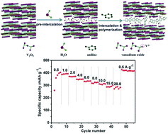 Graphical abstract: A conjugated polyaniline and water co-intercalation strategy boosting zinc-ion storage performances for rose-like vanadium oxide architectures