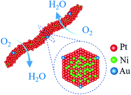 Graphical abstract: Highly stable Pt3Ni nanowires tailored with trace Au for the oxygen reduction reaction