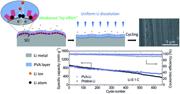 Graphical abstract: Confinement effect and air tolerance of Li plating by lithiophilic poly(vinyl alcohol) coating for dendrite-free Li metal batteries