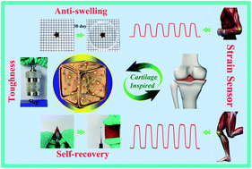 Graphical abstract: Cartilage-inspired hydrogel strain sensors with ultrahigh toughness, good self-recovery and stable anti-swelling properties