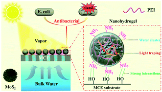 Graphical abstract: Manipulating light trapping and water vaporization enthalpy via porous hybrid nanohydrogels for enhanced solar-driven interfacial water evaporation with antibacterial ability