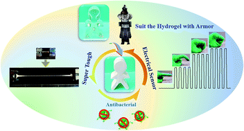 Graphical abstract: Equip the hydrogel with armor: strong and super tough biomass reinforced hydrogels with excellent conductivity and anti-bacterial performance