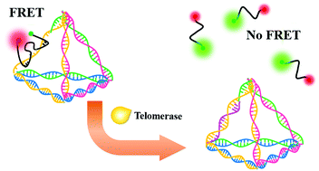 Graphical abstract: FRET investigation toward DNA tetrahedron-based ratiometric analysis of intracellular telomerase activity