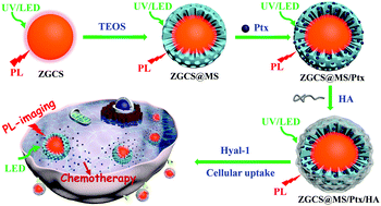 Graphical abstract: Persistent luminescent multifunctional drug delivery nano-platform based on nanomaterial ZnGa2O4:Cr3+,Sn4+ for imaging-guided cancer chemotherapy