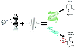 Graphical abstract: Enhancing the optical detection of mutants from healthy DNA with diamondoids