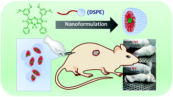 Graphical abstract: Aza-BODIPY nanomicelles as versatile agents for the in vitro and in vivo singlet oxygen-triggered apoptosis of human breast cancer cells