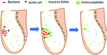 Graphical abstract: Bacterial acidity-triggered antimicrobial activity of self-assembling peptide nanofibers
