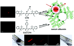 Graphical abstract: A versatile probe for serum albumin and its application for monitoring wounds in live zebrafish