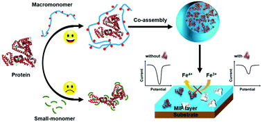 Graphical abstract: Electrochemical protein recognition based on macromolecular self-assembly of molecularly imprinted polymer: a new strategy to mimic antibody for label-free biosensing