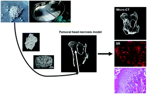 Graphical abstract: Cemented injectable multi-phased porous bone grafts for the treatment of femoral head necrosis