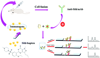 Graphical abstract: An immunochromatographic strip sensor for sildenafil and its analogues