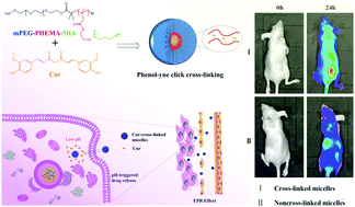 Graphical abstract: pH-Responsive reversibly cross-linked micelles by phenol–yne click via curcumin as a drug delivery system in cancer chemotherapy