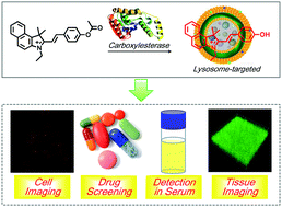 Graphical abstract: A red lysosome-targeted fluorescent probe for carboxylesterase detection and bioimaging