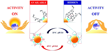 Graphical abstract: Gold nanoparticle–protein conjugate dually-responsive to pH and temperature for modulation of enzyme activity