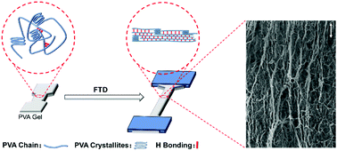 Graphical abstract: Biomimetic anisotropic poly(vinyl alcohol) hydrogels with significantly enhanced mechanical properties by freezing–thawing under drawing