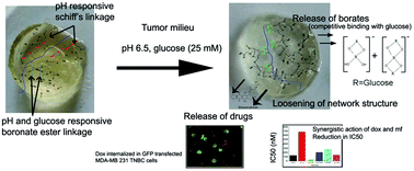 Graphical abstract: A tumor responsive self healing prodrug hydrogel enables synergistic action of doxorubicin and miltefosine for focal combination chemotherapy