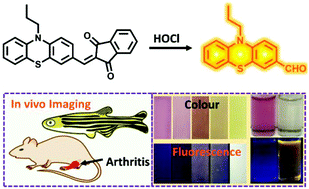 Graphical abstract: A highly specific fluorescent probe for rapid detection of hypochlorous acid in vivo and in water samples