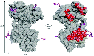 Graphical abstract: Reversible immobilization of a protein to a gold surface through multiple host–guest interactions