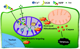 Graphical abstract: Intracellular Fenton reaction based on mitochondria-targeted copper(ii)–peptide complex for induced apoptosis