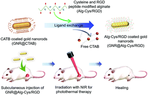 Graphical abstract: Biocompatible and multifunctional gold nanorods for effective photothermal therapy of oral squamous cell carcinoma