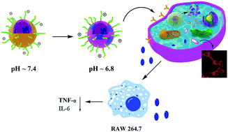 Graphical abstract: A two-photon fluorophore labeled multi-functional drug carrier for targeting cancer therapy, inflammation restraint and AIE active bioimaging
