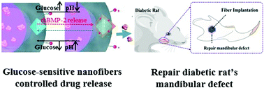 Graphical abstract: Controlled delivery of recombinant human bone morphogenetic protein-2 by using glucose-sensitive core–shell nanofibers to repair the mandible defects in diabetic rats