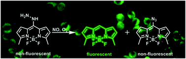 Graphical abstract: BODIPY-based hydrazine as a fluorescent probe for sensitive and selective detection of nitric oxide: a new strategy