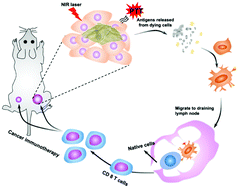 Graphical abstract: PEGylated reduced-graphene oxide hybridized with Fe3O4 nanoparticles for cancer photothermal-immunotherapy