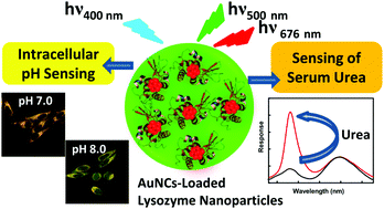 Graphical abstract: Synthesis of gold nanocluster-loaded lysozyme nanoparticles for label-free ratiometric fluorescent pH sensing: applications to enzyme–substrate systems and cellular imaging