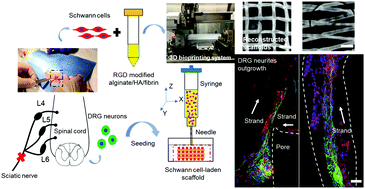 Graphical abstract: Bioprinting Schwann cell-laden scaffolds from low-viscosity hydrogel compositions