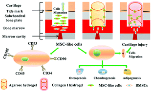 Graphical abstract: Identification of endogenous migratory MSC-like cells and their interaction with the implant materials guiding osteochondral defect repair